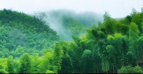 翠竹生金 崇義打造現(xiàn)代竹產(chǎn)業(yè)體系的創(chuàng)新實(shí)踐